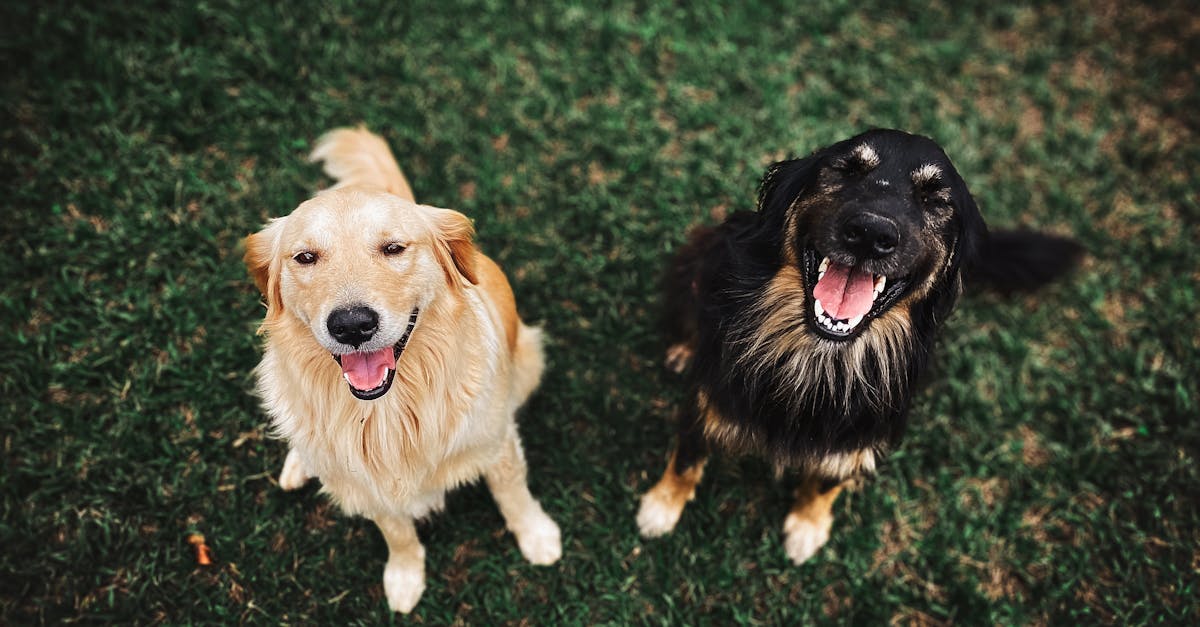 Pourquoi les chiens ont-ils une queue et à quoi sert-elle ?