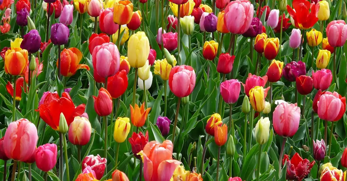 D'où viennent les tulipes ? Origines et histoire révélées