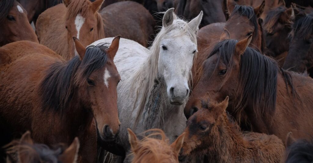 Pourquoi les chevaux lipizzans sont-ils si uniques et spéciaux ?