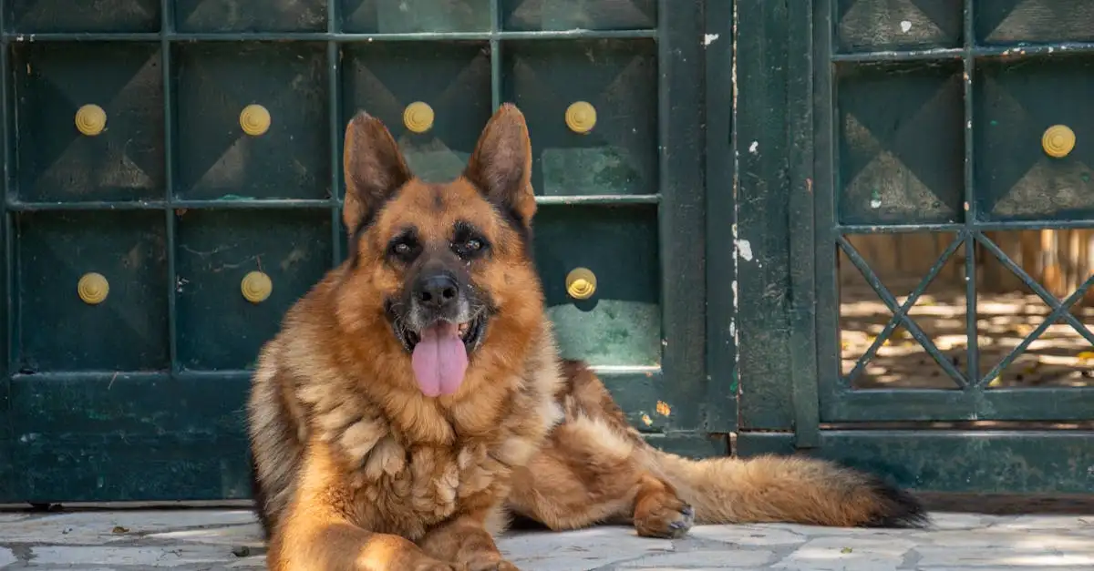 Pourquoi les chiens sont-ils si vigilants et toujours alertes ?