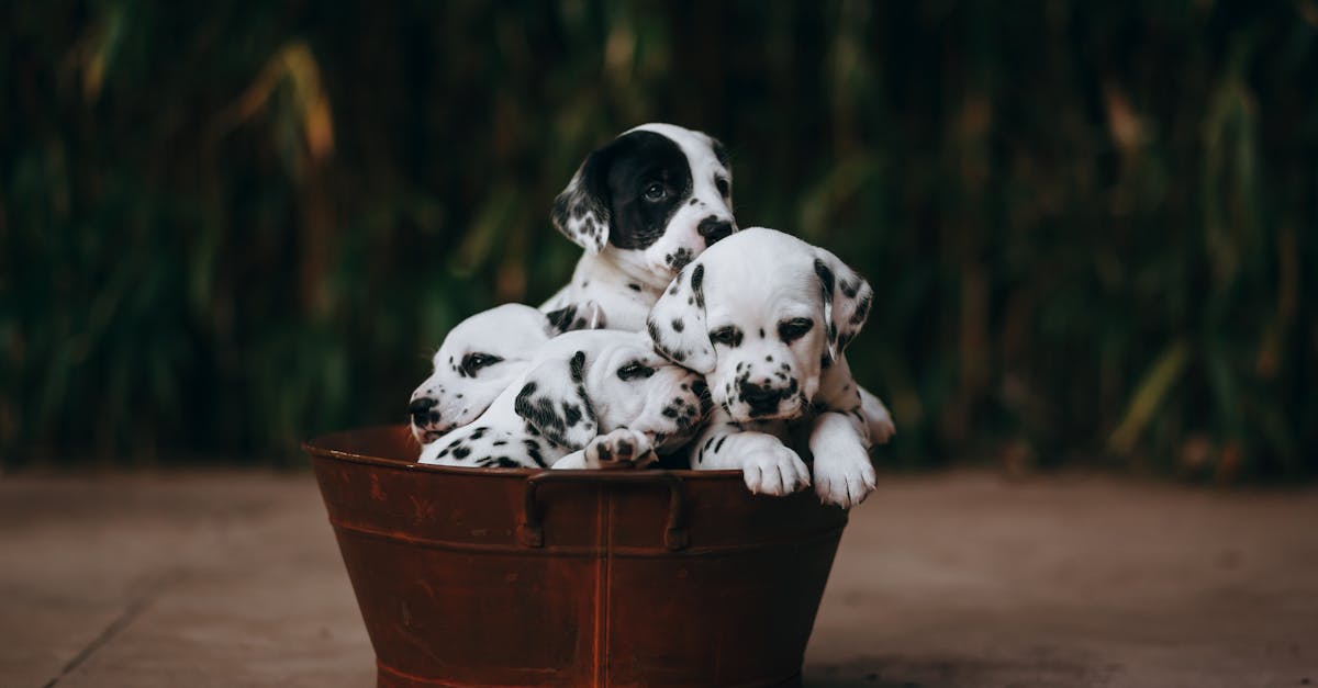 Pourquoi mon chiot urine-t-il à l'intérieur si souvent ?