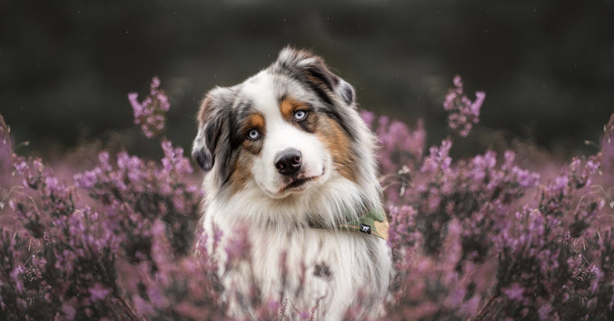 Quelle race de chien était Hachi et pourquoi le film fascine ?