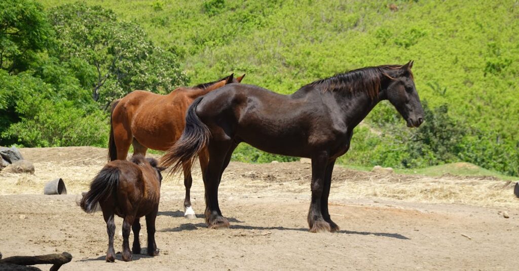 Quelles tribus indiennes élevaient des chevaux ?