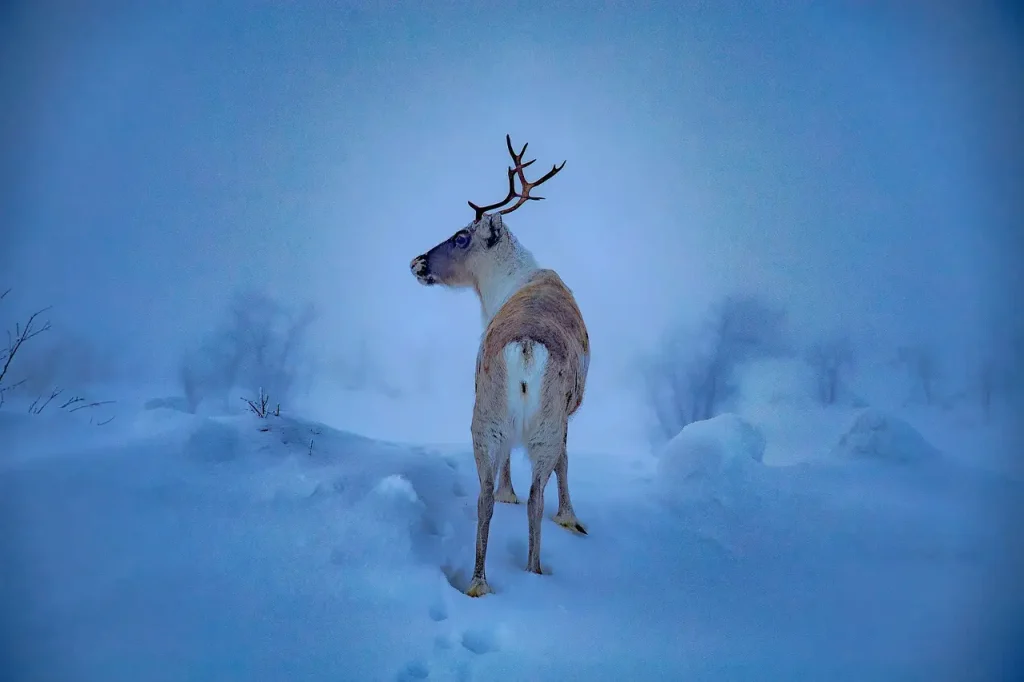 Qu'est-ce qui rend la Laponie si unique et fascinante ?