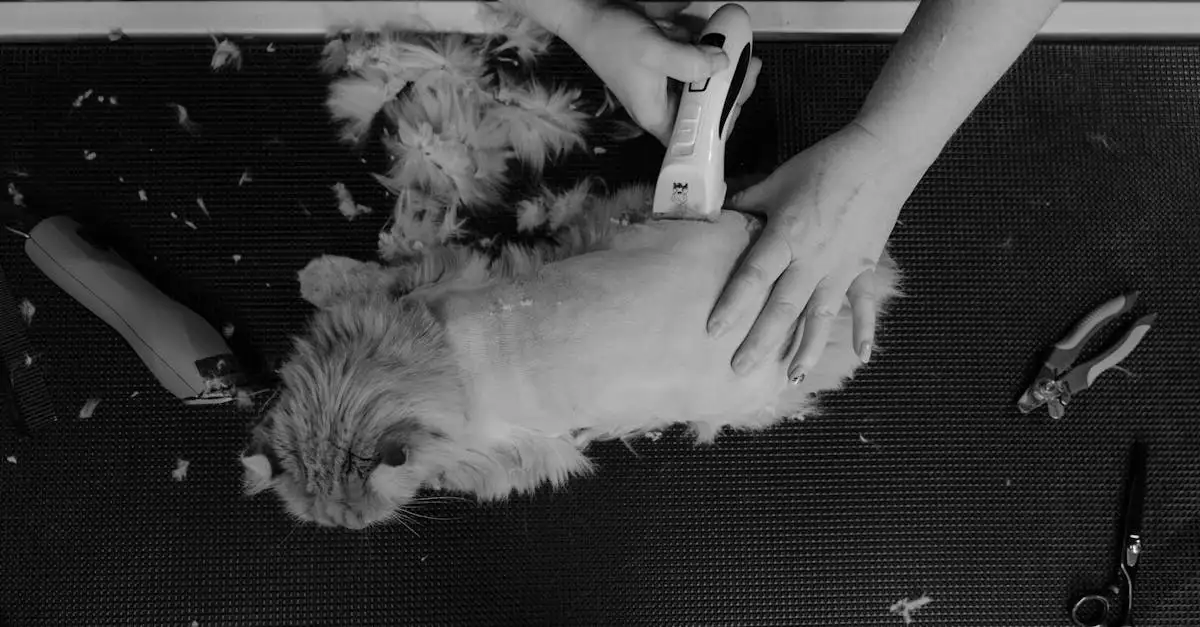 Comment bien prendre soin du pelage de votre chat ?