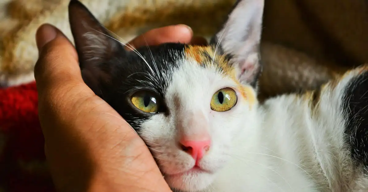 Comment les chats identifient-ils leurs propriétaires ?