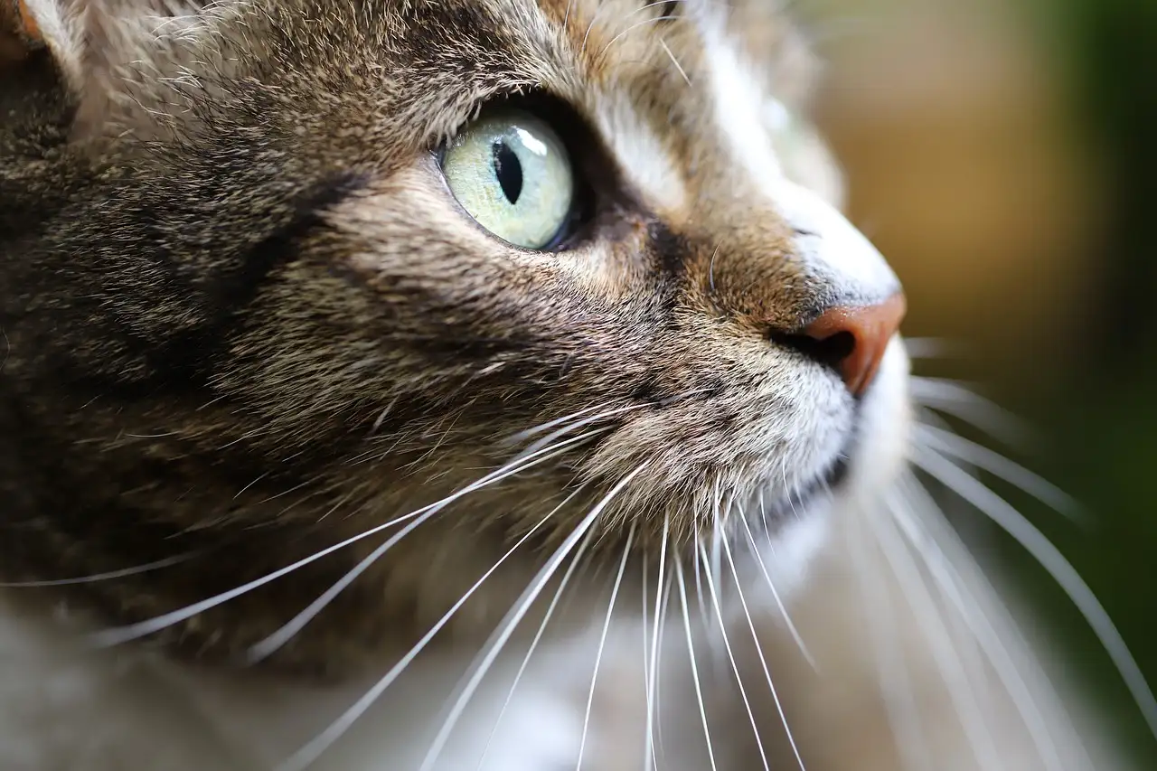 Comment les chats se servent-ils de leurs moustaches pour naviguer ?