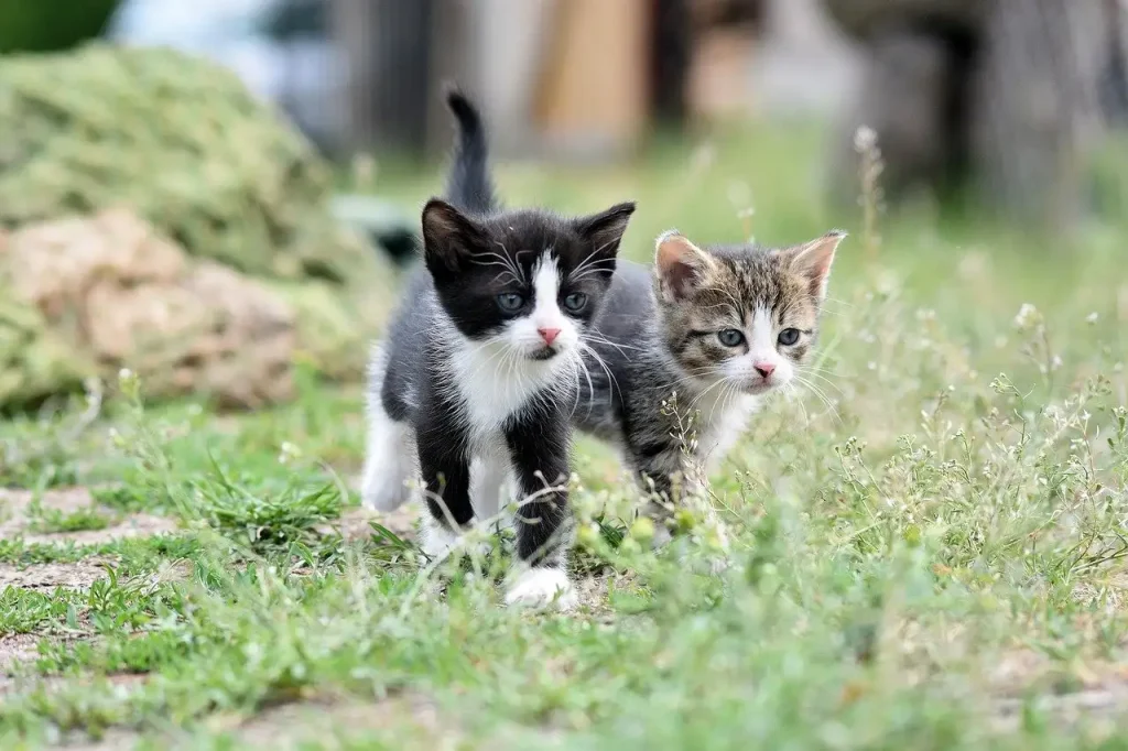 Comment les chercheurs analysent-ils le comportement des chats ?