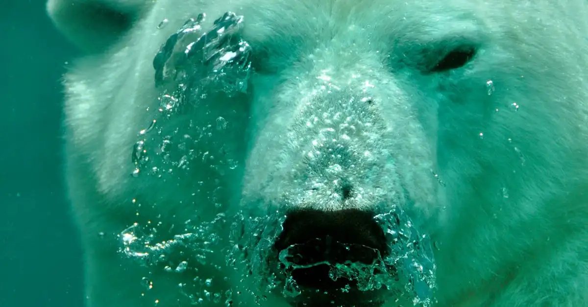 Comment les ours polaires nagent-ils si efficacement ?