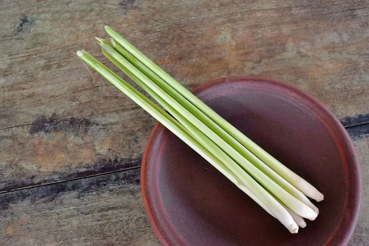 Le citronnelle est-elle efficace contre les piqûres d'insectes ?