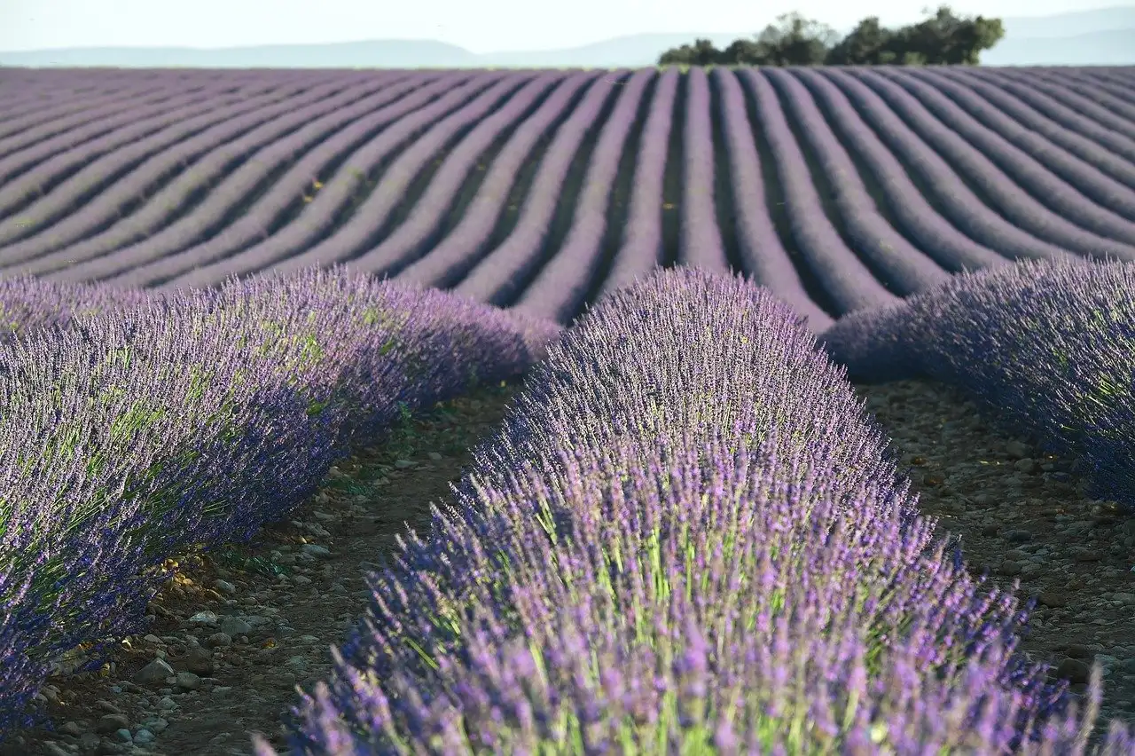 Où trouver les plus beaux champs de lavande en Provence ?