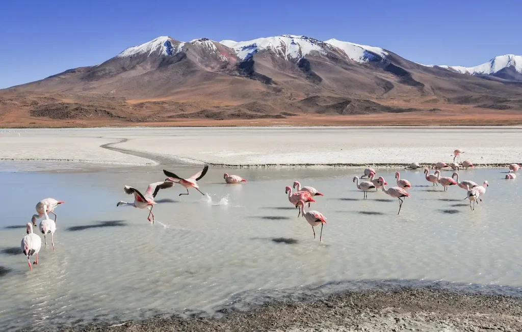 Pourquoi les lacs de Laguna Colorada en Bolivie sont-ils uniques ?