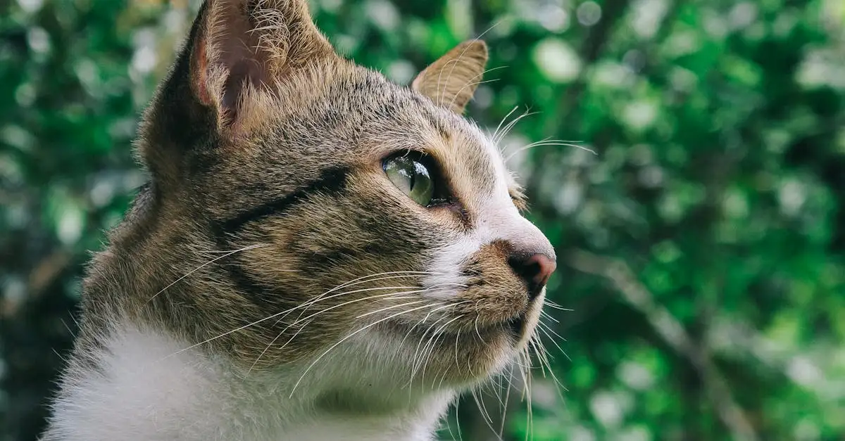 Pourquoi votre chat ronronne-t-il ? Découvrez les raisons ici !