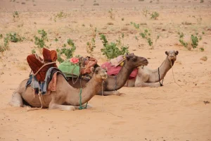 Quelle est la capitale de la Mauritanie et ses enjeux ?