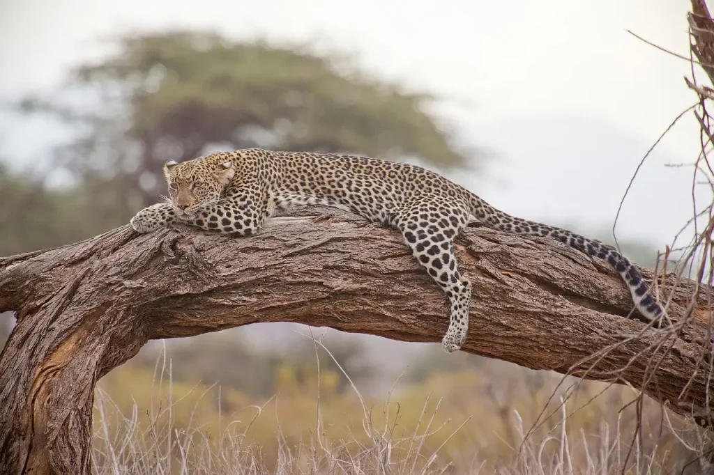 Quelles activités amusantes découvrir lors d'un voyage au Kenya ?