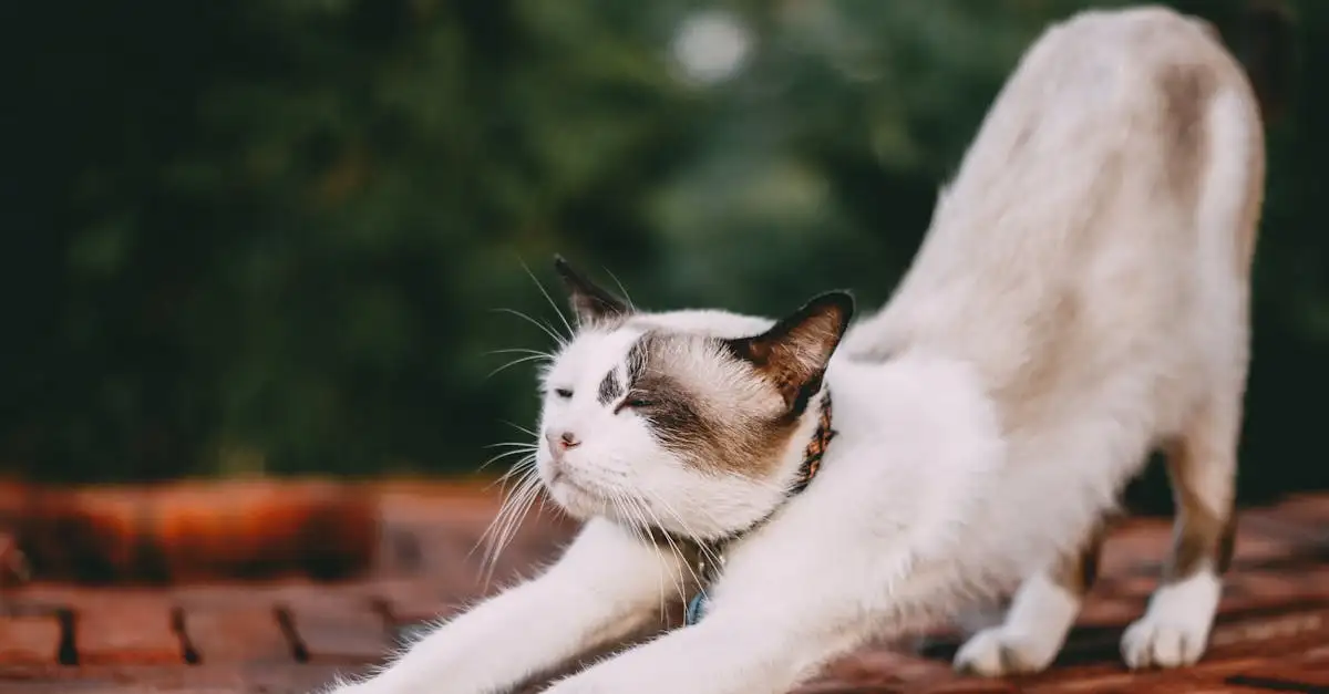 Quelles organisations soutiennent le bien-être des chats ?