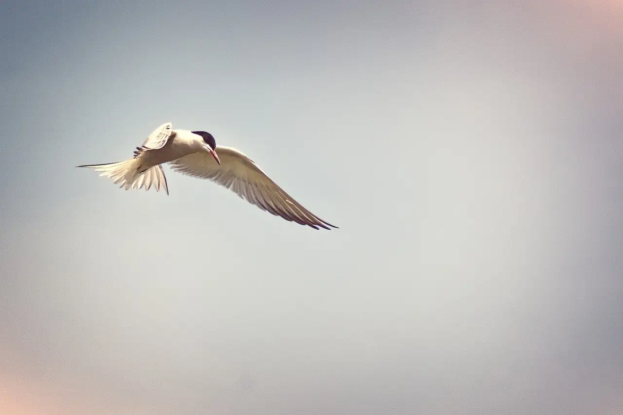 Quels oiseaux migrent sur de longues distances comme le stern ?