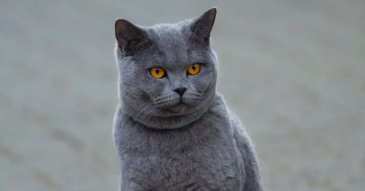 Quelles races de chats ont les plus beaux pelages longs ?