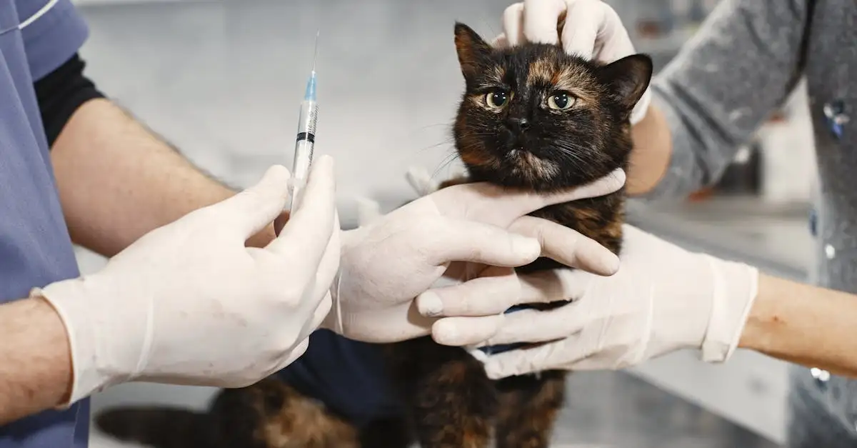 Pourquoi le contrôle vétérinaire est-il crucial pour votre chat ?