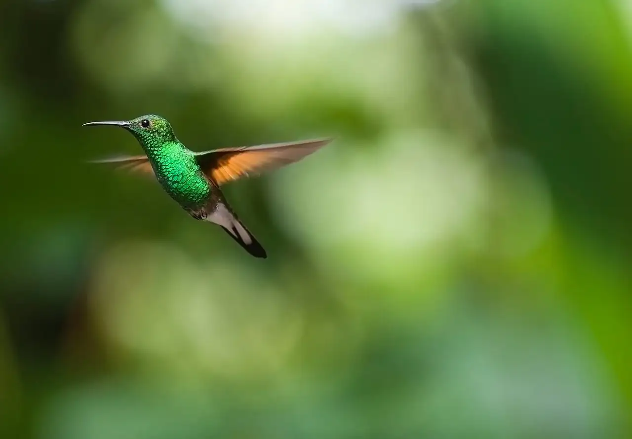 Pourquoi le vol du colibri est-il si unique ?