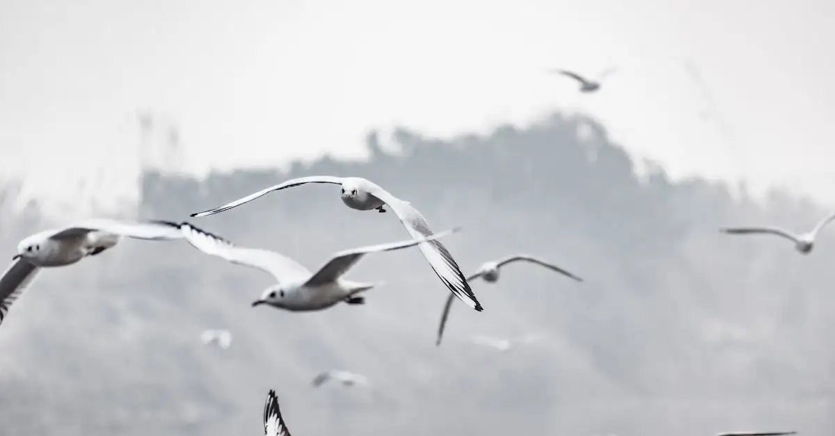 Pourquoi les oiseaux chantent-ils si tôt le matin ?