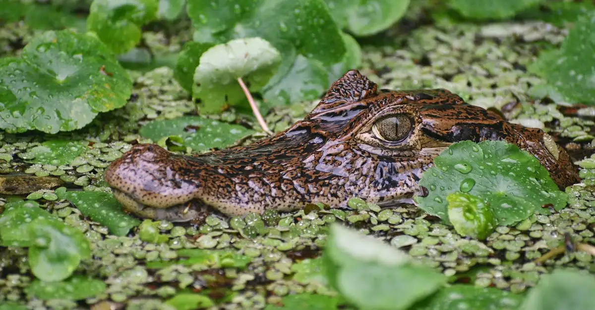 Que découvrir dans les forêts pluviales de Tortuguero ?