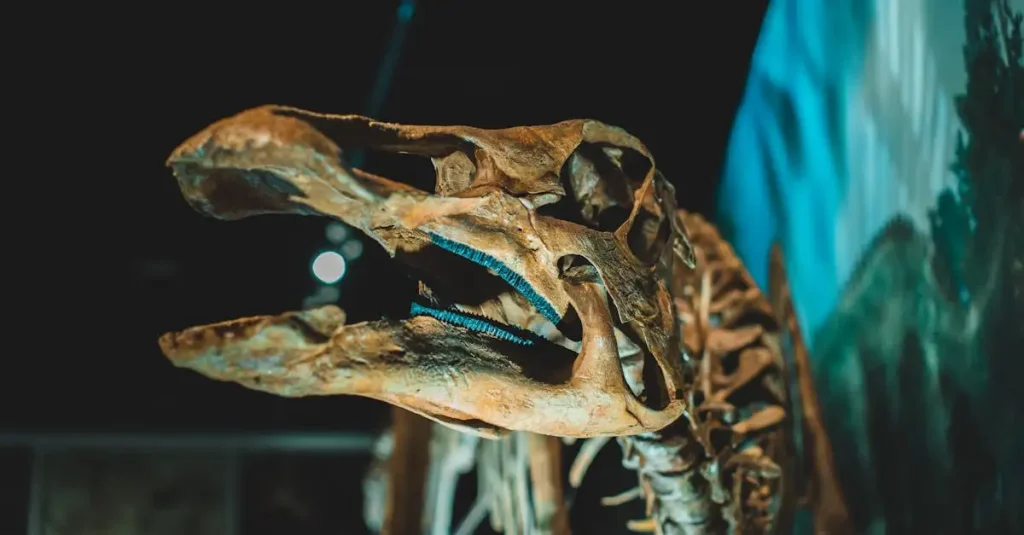 Que nous apprennent les fossiles sur les queues de dinosaures ?
