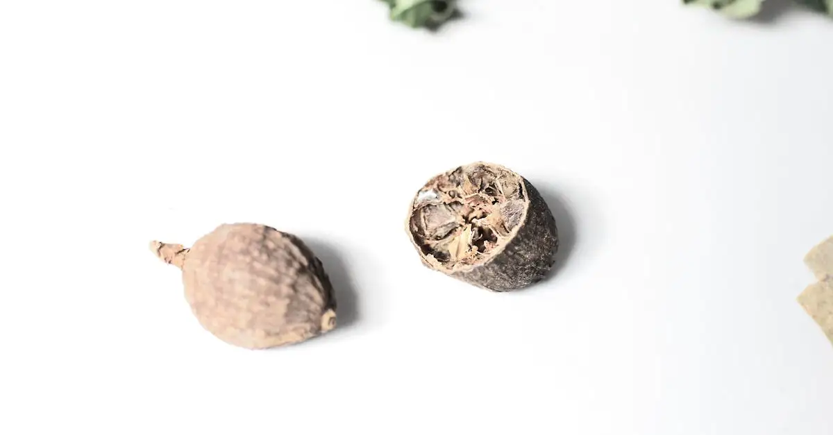 Quelle épice se récolte sur la fleur du muscadier ?