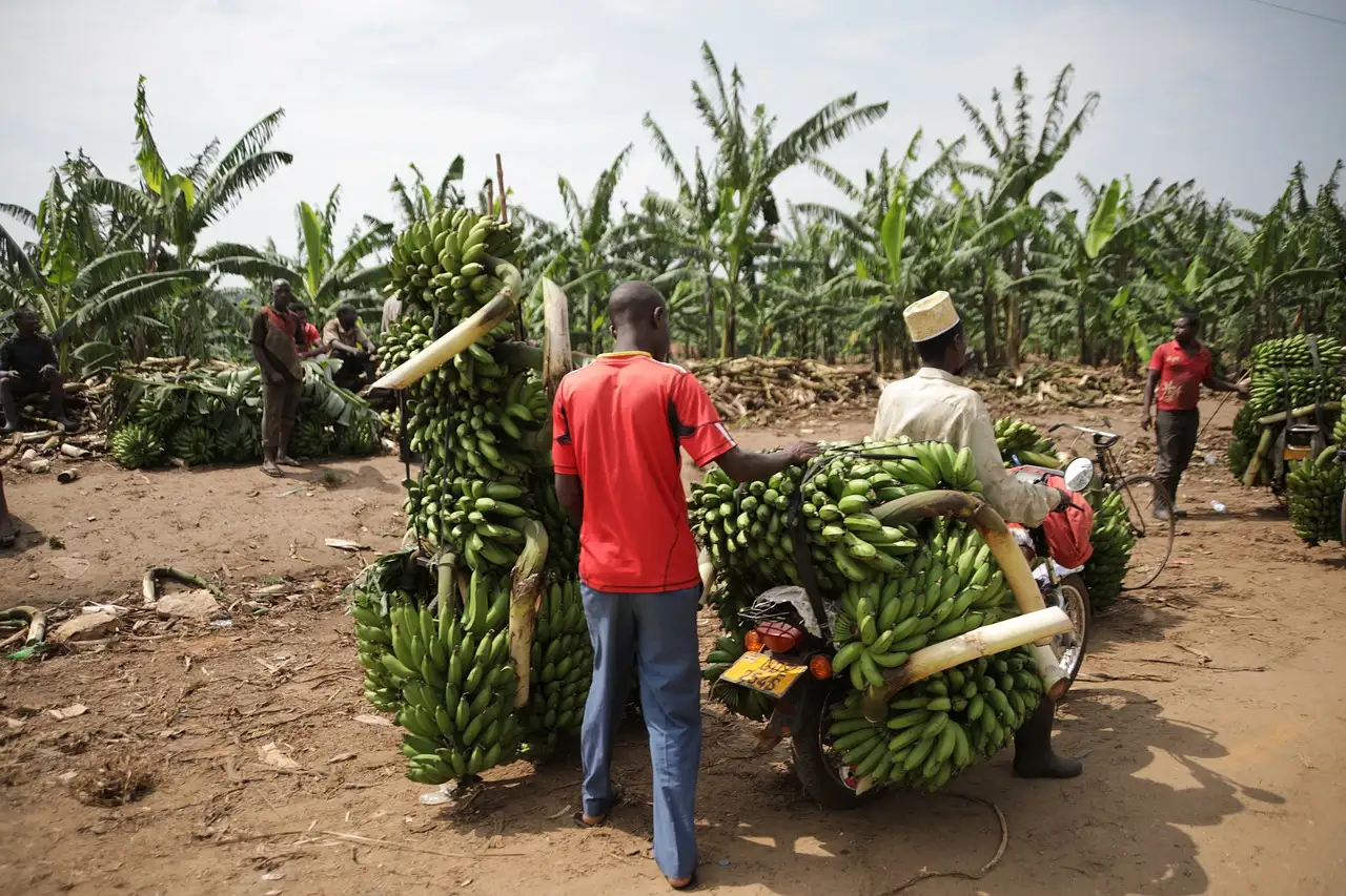 Quelle est l'histoire succincte de l'Ouganda en quelques lignes ?
