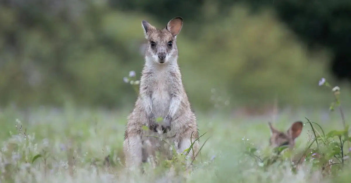 Quels animaux uniques vivent sur l'île Kangourou ?