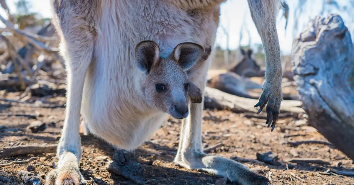Quels animaux uniques vivent sur l'île Kangourou ?