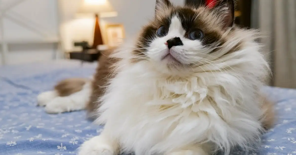Quels sont les avantages de la stérilisation des chats ?