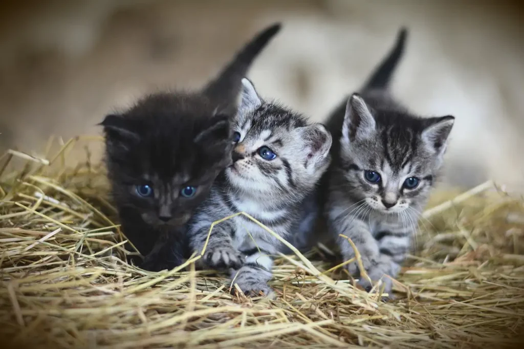 Comment les chats ont-ils façonné les sociétés agricoles anciennes ?