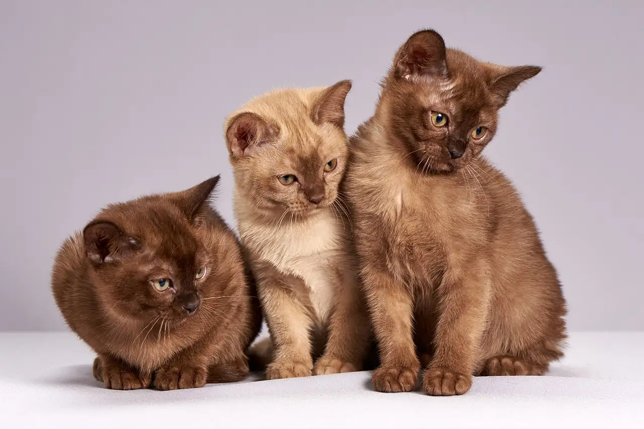 Comment les chats ont-ils façonné les sociétés agricoles anciennes ?