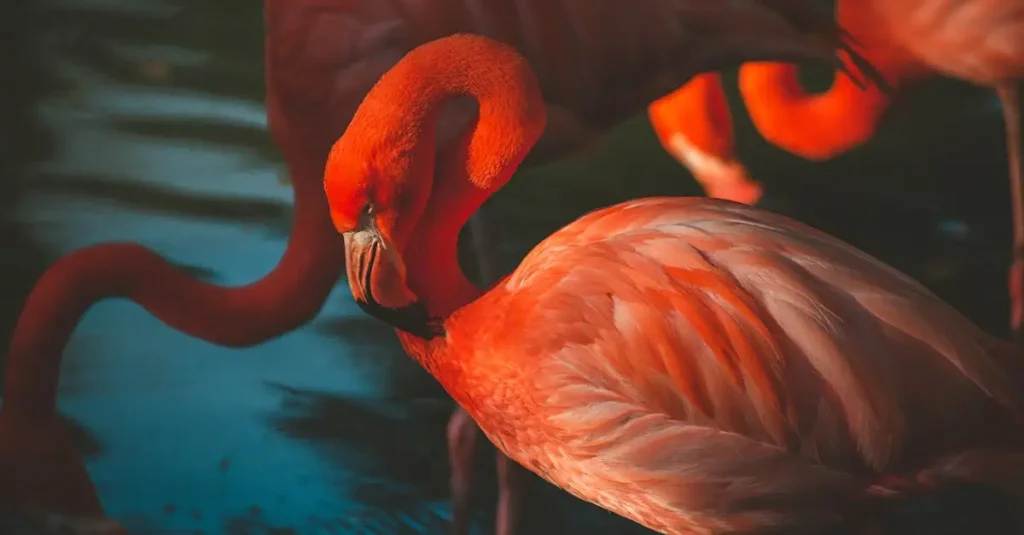 Où observer les flamants au lac Bogoria au Kenya ?