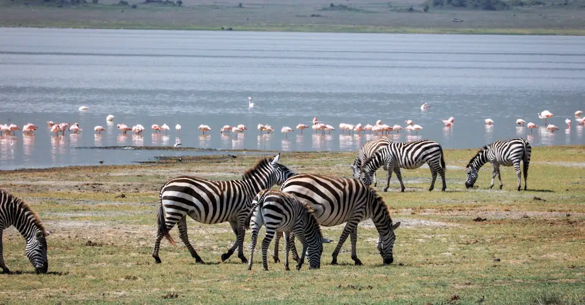 Où observer les flamants au lac Bogoria au Kenya ?