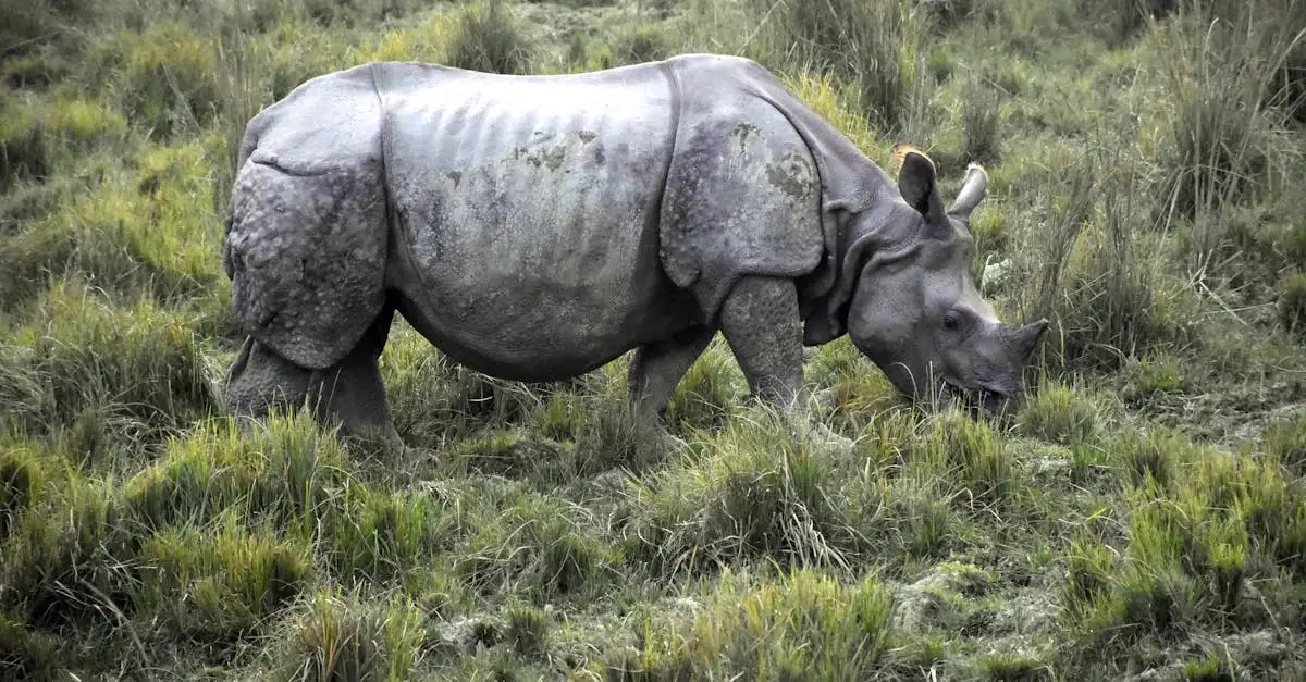 Où se situe le célèbre parc national de Kaziranga ?
