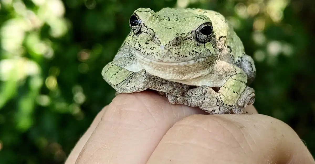 Pourquoi la peau des grenouilles est-elle si unique ?