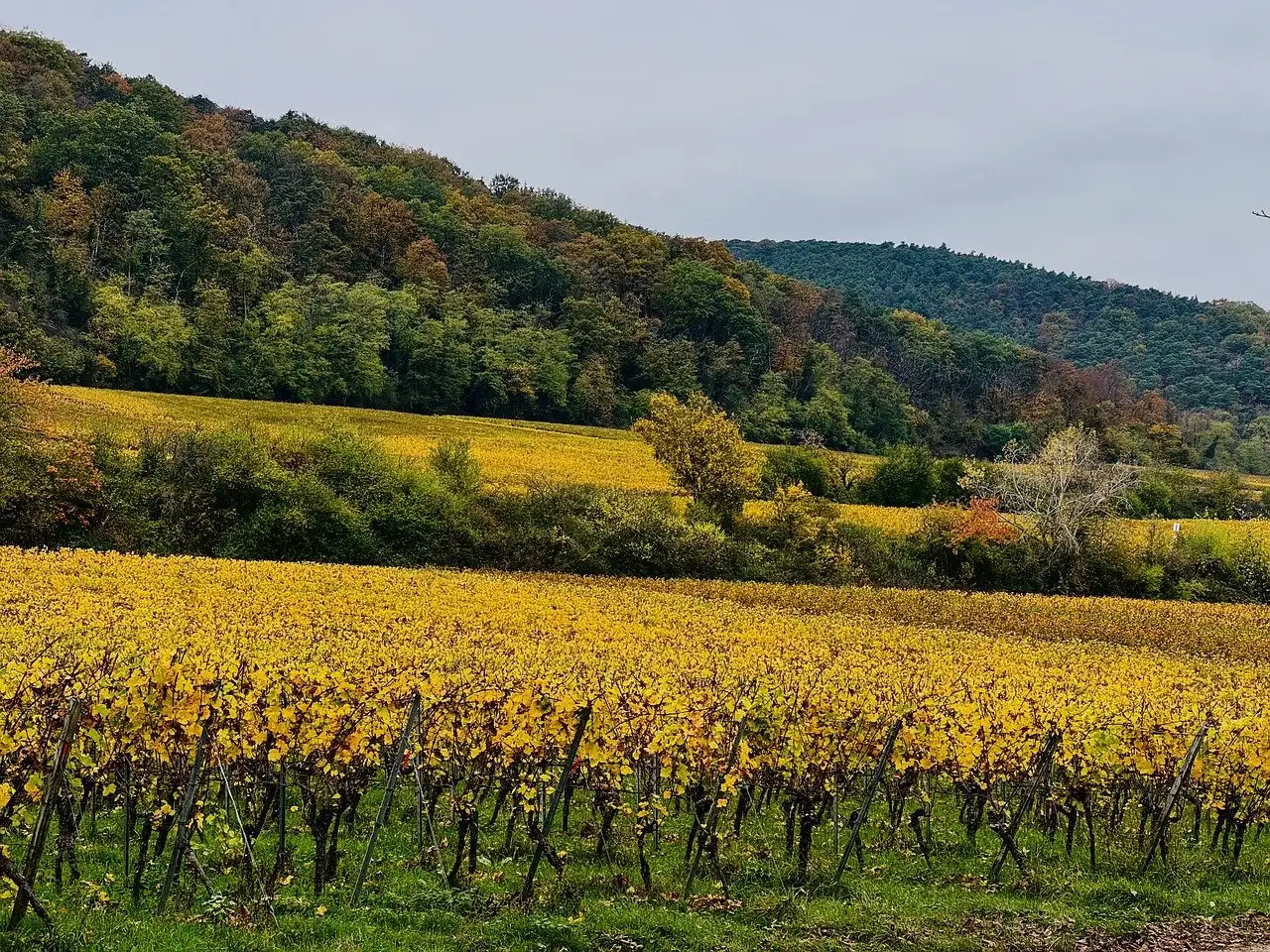 Que faire en Rhénanie-Palatinat : quelles activités et événements ?