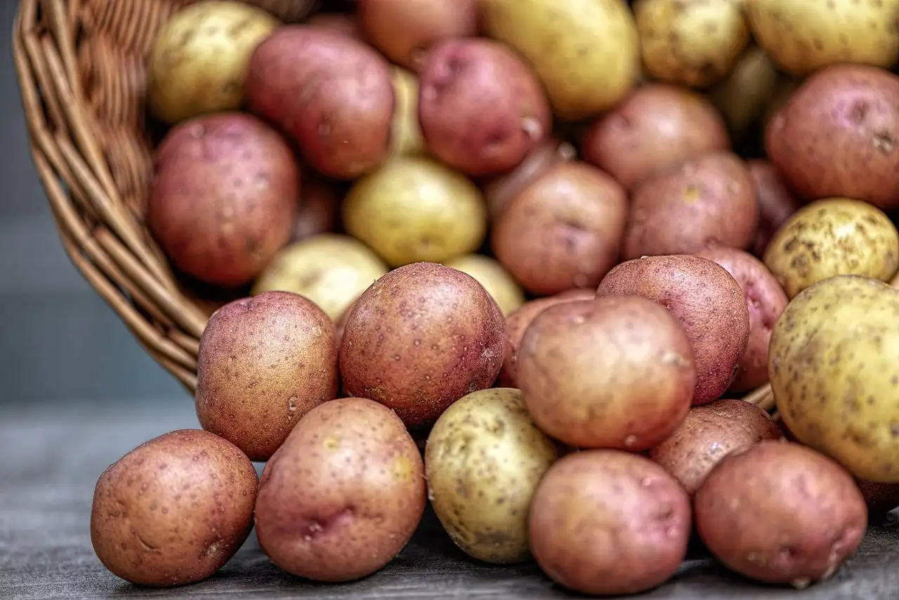 Comment garder les pommes de terre fraîches et sans lumière ?