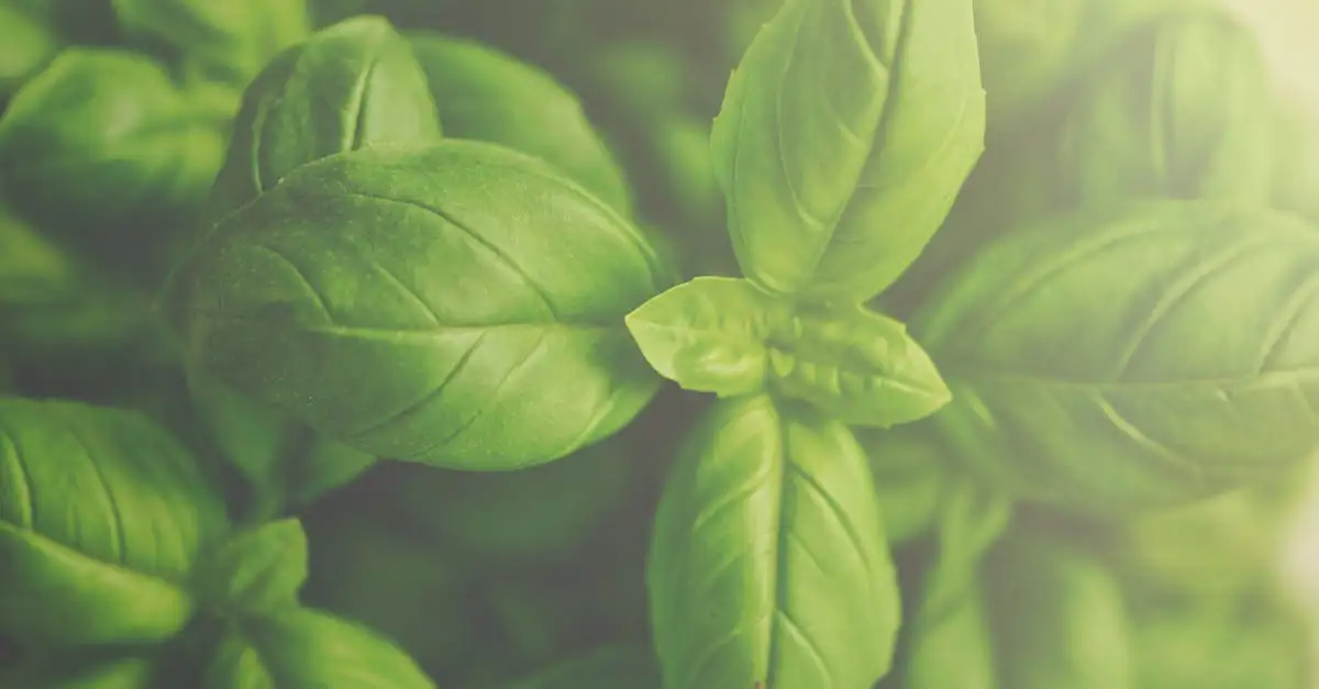 Comment le basilic favorise-t-il une meilleure digestion ?