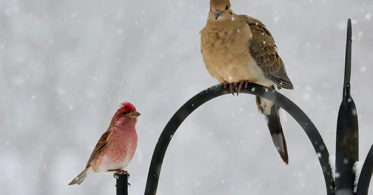 Comment le plumage facilite-t-il le vol des oiseaux ?