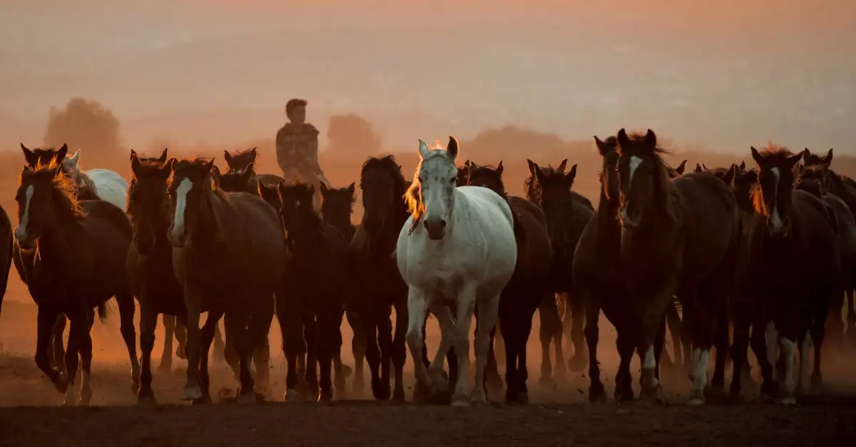 Comment les chevaux ont-ils transformé la vie des Indiens ?