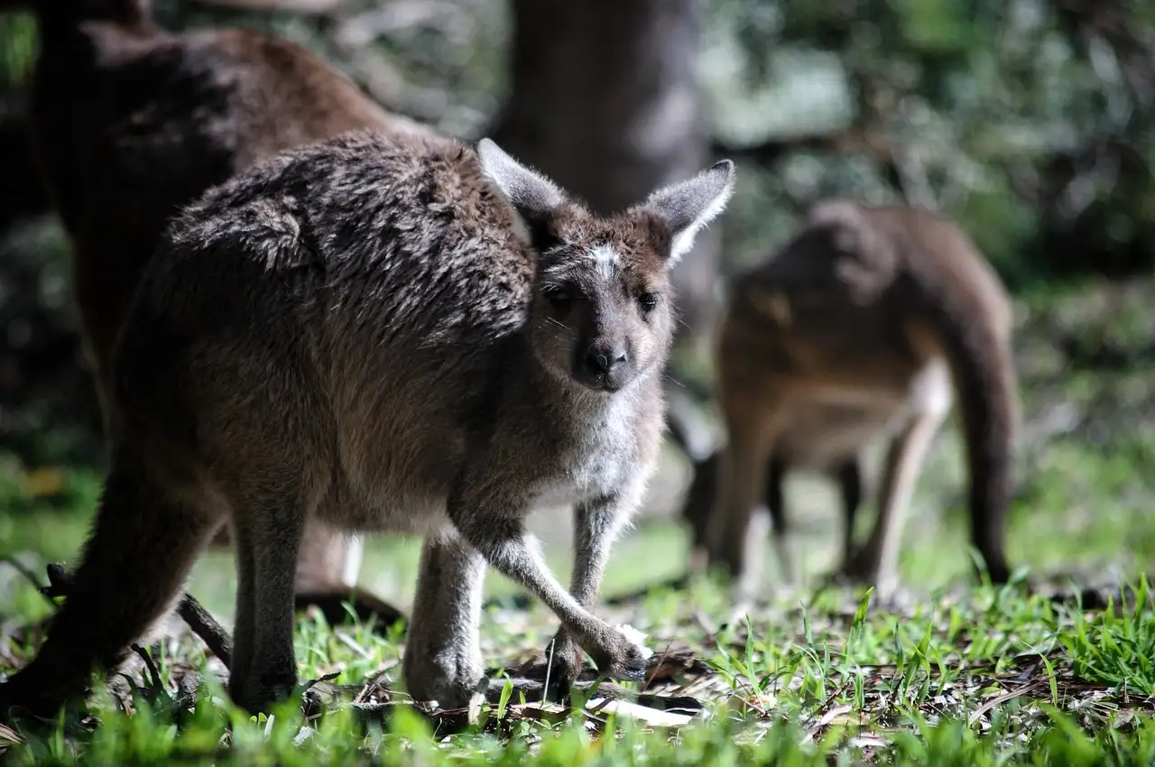 Comment les kangourous protègent-ils leurs jeunes dans la nature ?