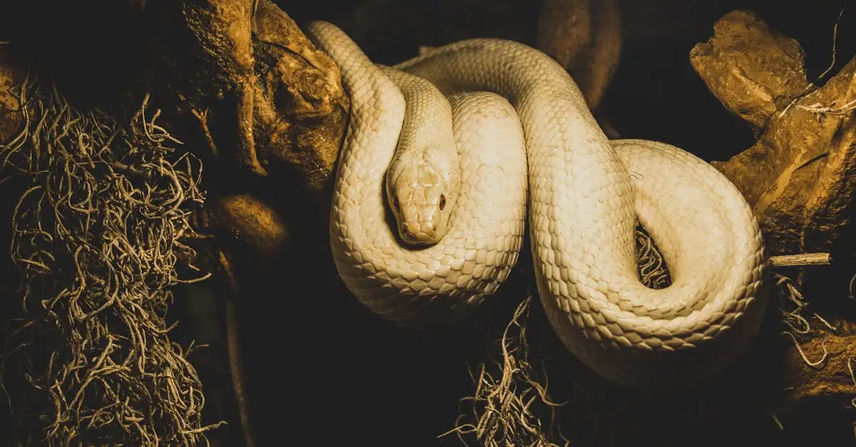 Pourquoi certains serpents survivent-ils sans nourriture si longtemps ?