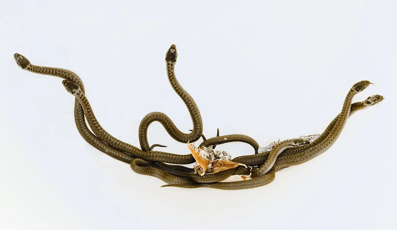 Pourquoi certains serpents survivent-ils sans nourriture si longtemps ?