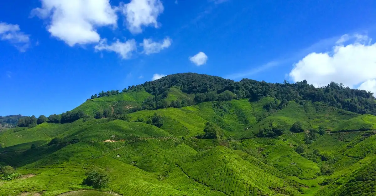 Que visiter dans les collines verdoyantes des Cameron Highlands ?