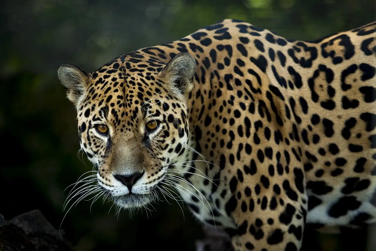 Quel est le récit fascinant du jaguar et de la lune ?