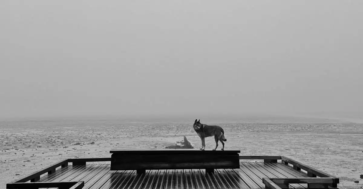 Quelle est l'importance spirituelle du loup dans diverses cultures ?