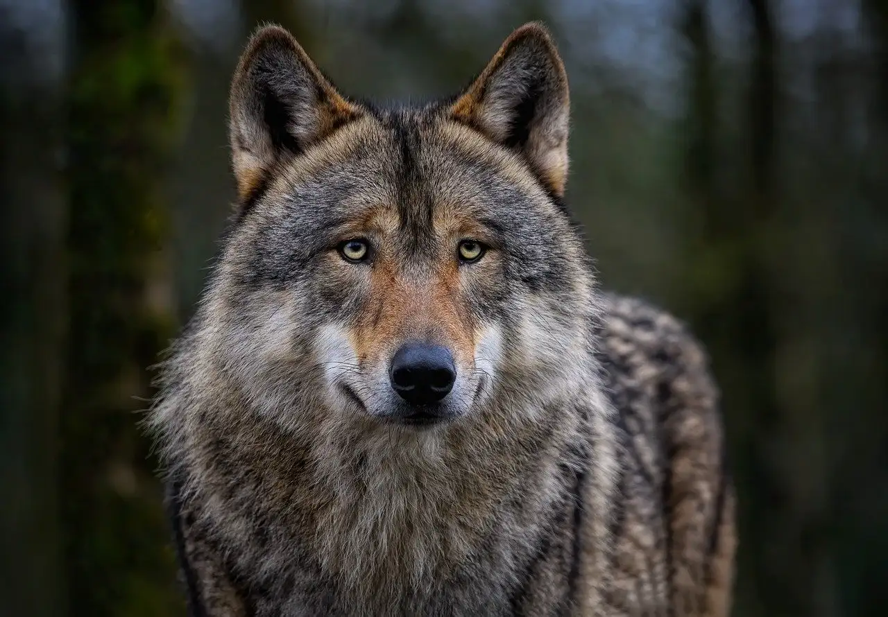 Quelle est l'importance spirituelle du loup dans diverses cultures ?